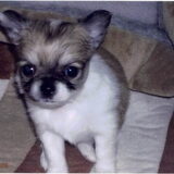 Dit was mijn allereerste chihuahua, op deze foto werd ik tot over mijn…