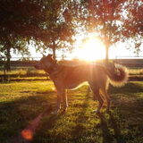 Jairo