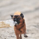Texel