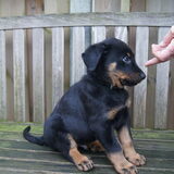 Pup uit C nest van Borduval X Alita geb. 23-11-2014