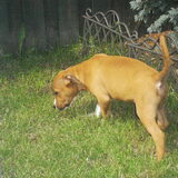 Diesel hier 11 weken oud