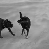 Foto van Linda; Roxy & Buddy