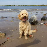 Foto van Inge, baasje van Gina, Flynn en Wobbe