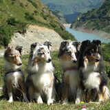 Foto van Laura, Shady, Tika, Merle en Jenna