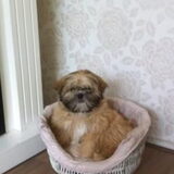Mocha als puppy in haar mandje bij de vorige eigenaar thuis.