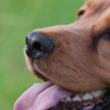 Foto van Arnold