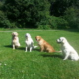 Foto van Golden Girls