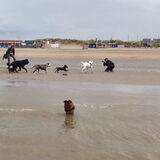 HondenPage wandeling Ijmuiderslag