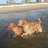 Foto van Golden Girls