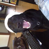 Foto van Linda; Roxy & Buddy