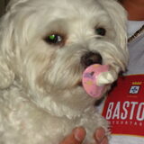 Foto van daisy