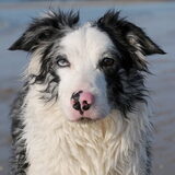 Dit zijn Misty en Shadow, Misty is een blue merle, Shadow is de…