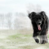 Spot, onze grote vriend, helaas overleden. Hij is 17 jaar geworden en…