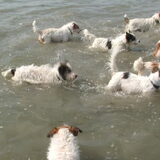 Waterpret