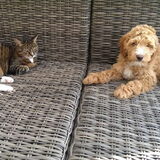 Hondje en poesje samen