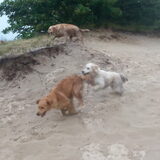 Foto van Golden Girls