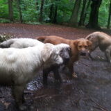 Foto van Golden Girls