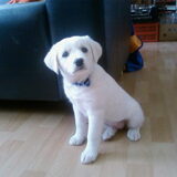 Puppy Sascha