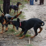 Hugo 12 weken oud, spelen met andere Pinschers