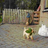 6 weken oud