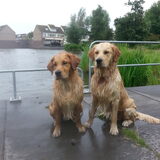 Foto van Golden Girls