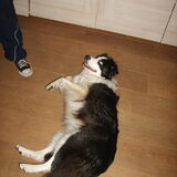 venus speelt dood