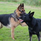 Foto van Linda; Roxy & Buddy