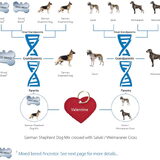 Valentines DNA