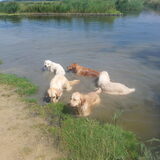 Foto van Golden Girls