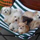 Dempsey, Judy, Roula, Taiko en Romi. Mijn liefste maatjes