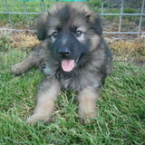 Foto van Linda; Roxy & Buddy