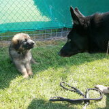 Foto van Linda; Roxy & Buddy