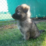Foto van Linda; Roxy & Buddy