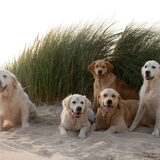 Foto van Golden Girls