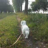 Foto van Inge, baasje van Gina, Flynn en Wobbe