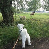 Foto van Inge, baasje van Gina, Flynn en Wobbe