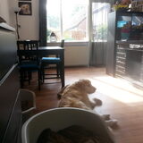Foto van Golden Girls