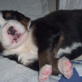 onze pupy's