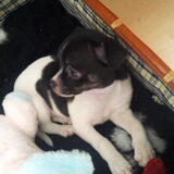 Dit is Diva toen ze pas bij ons kwam. Nu inmiddels alweer 2 jaar oud