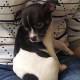 Het verjaardags cadeautje voor onze dochter in mei 2012: Diva geboren 2…