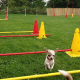 Chihuahua dag Zaltbommel 13 juli