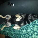 Foto van Linda; Roxy & Buddy