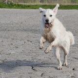 Foto van Golden Girls