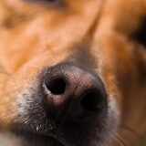 Groot of klein, eigenlijk ben ik gek van alle honden. Dit is de snoet…