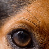 Ik ben gek op de ogen van honden. Ze vertellen je de waarheid en de…