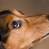 Laika is toch wel een beetje beauty queen... maar een lieve teckel van…