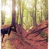 In het bos