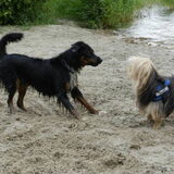 Foto van Melissa, Dempsey, Taiko, Minos & *Nina*