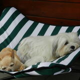 Foto van Melissa, Dempsey, Taiko, Minos & *Nina*