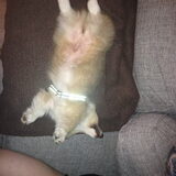 Foto van Corgi Max